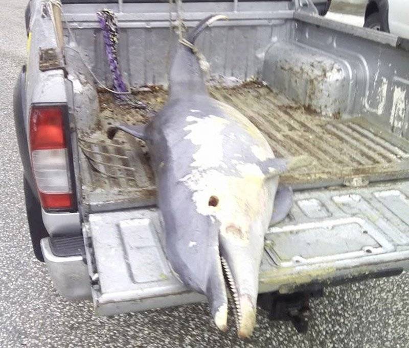  Νεκρό δελφίνι σε ακτή του Παληού