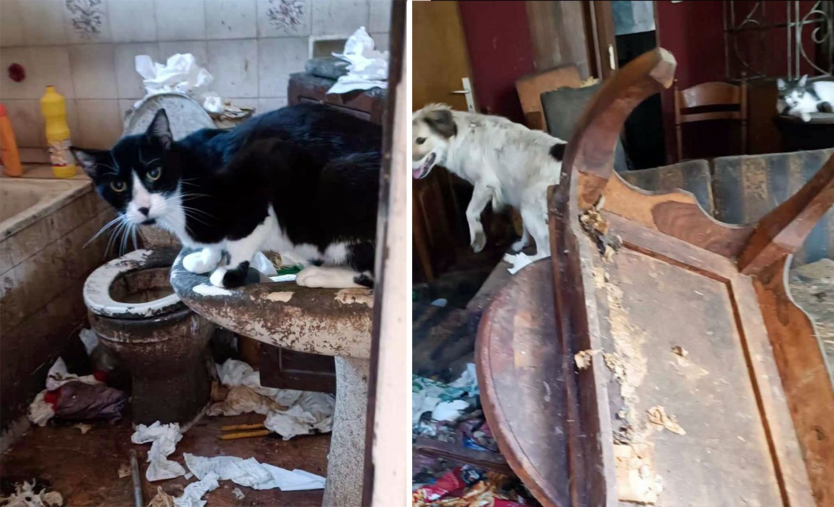  Καβάλα: Είχε μετατρέψει το σπίτι της σε κυνοκομείο – Πάνω από 50 μικρά ζώα σε άθλια κατάσταση (φωτογραφίες)