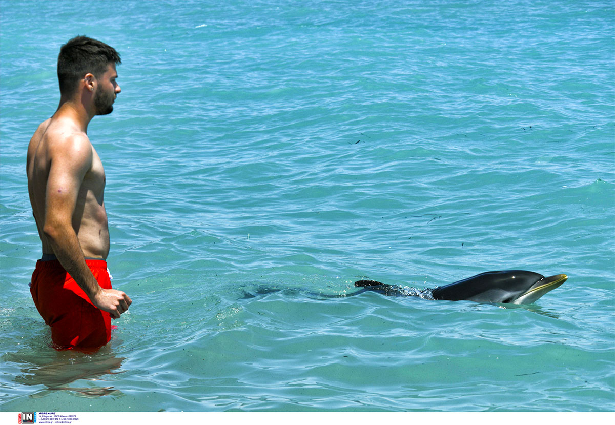  Καβάλα: Νεαρό δελφίνι κάνει «βόλτες» στα ρηχά (video)