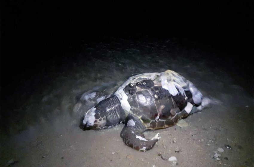  Χελώνα καρέτα – καρέτα εντοπίστηκε νεκρή στην παραλία της Σαρακήνας